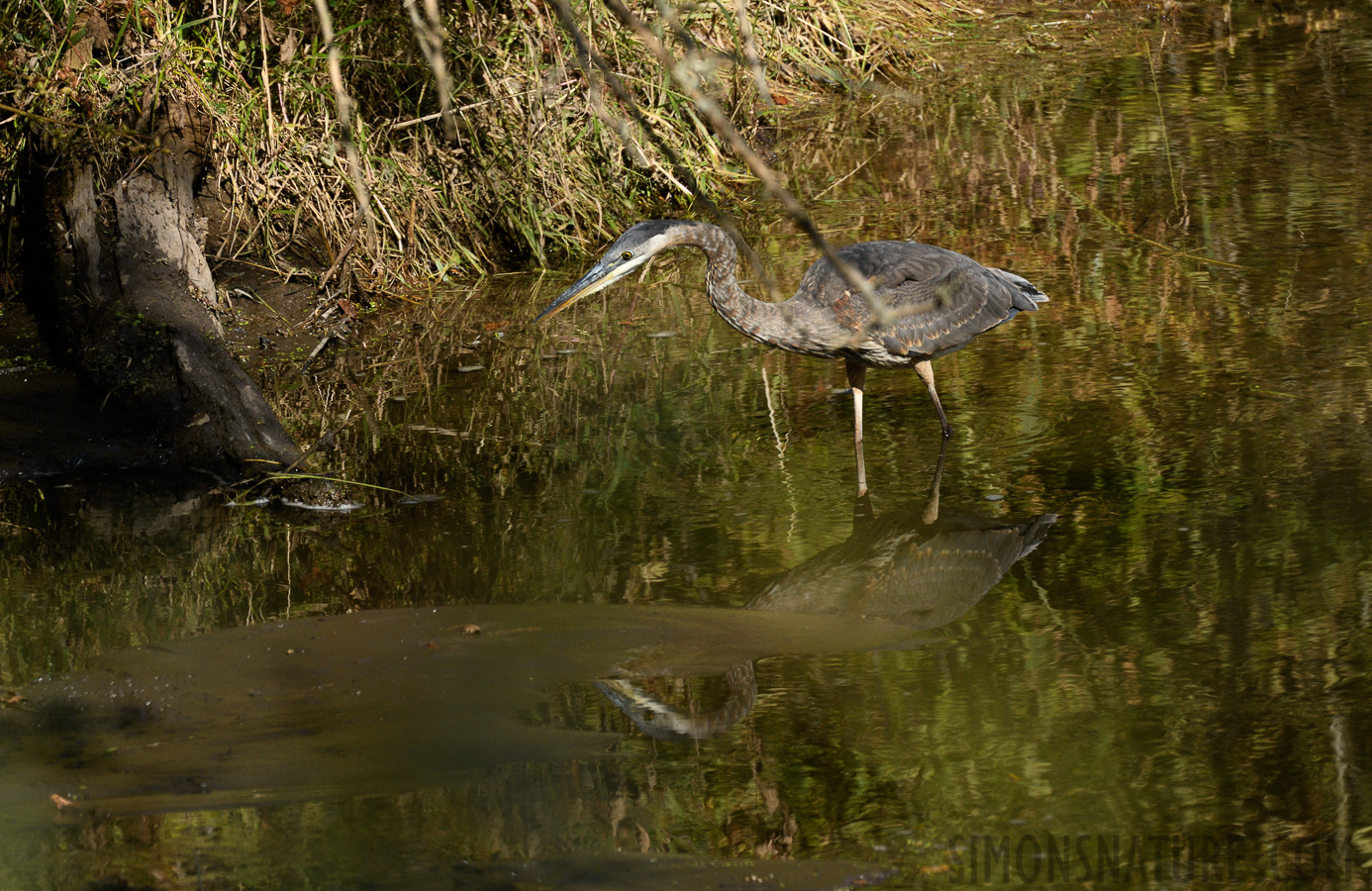 Ardea herodias herodias [400 mm, 1/1000 sec at f / 8.0, ISO 800]